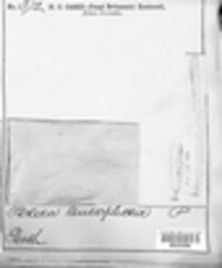 Lachnum mollissimum image